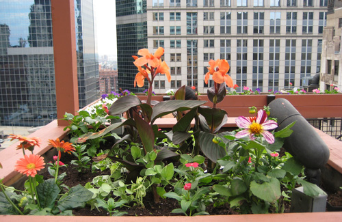 Rooftop Flowers